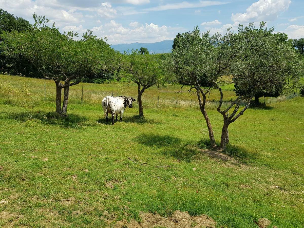 Agriturismo Arcobaleno Della Torretta Giano dellʼUmbria Eksteriør bilde